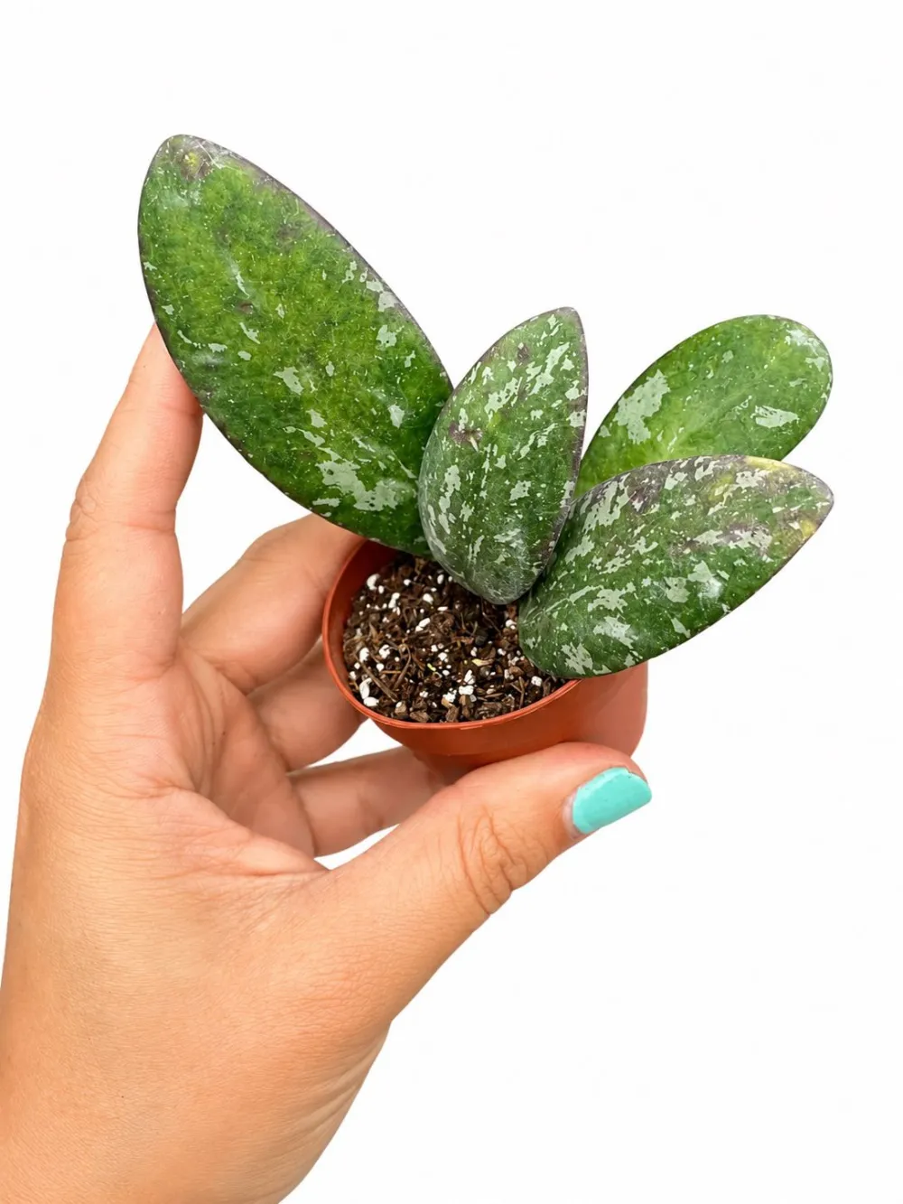 Hoya Sigilatis Plant