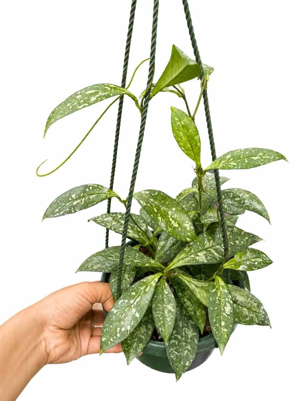 Tropical Crassiopelata Splash Plant