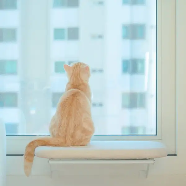 Window Perch Cat Hammock Set