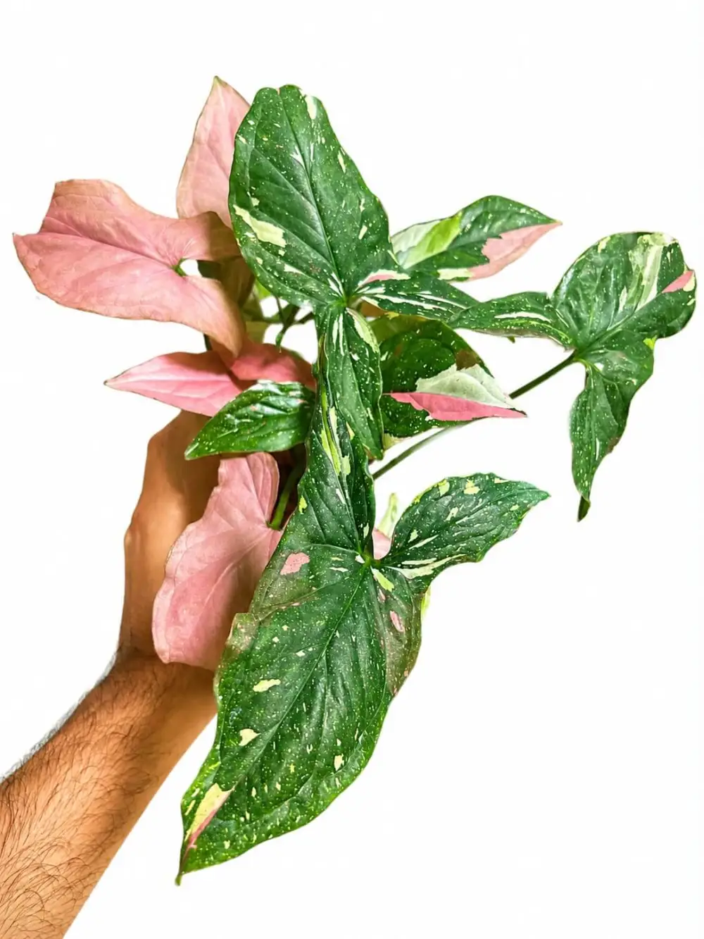 Sygonium Tricolor Plant