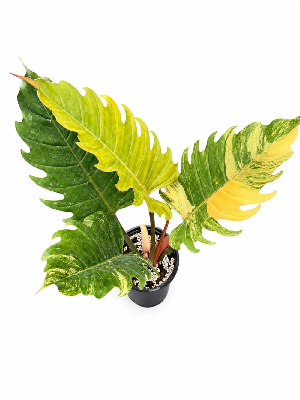 Collector Philodendron Caramel Marble Plant