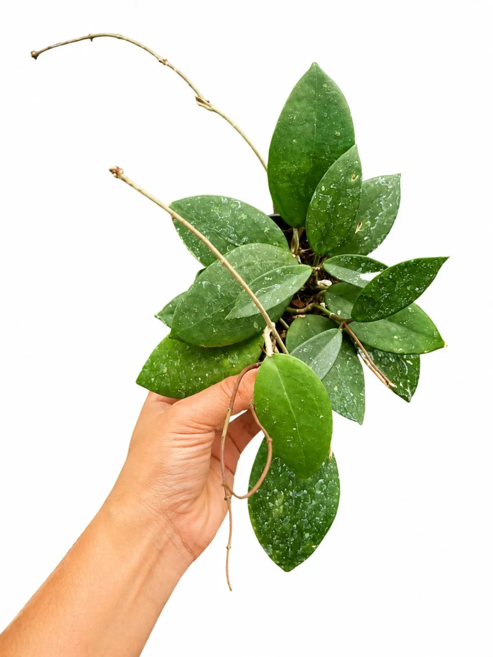 Indoor Hoya Pallida Plant