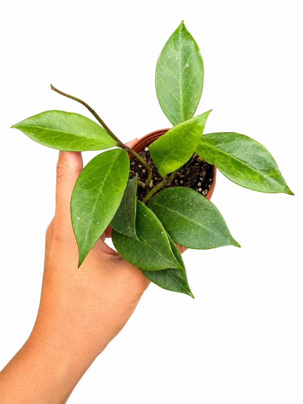 Hoya Sunrise Plant