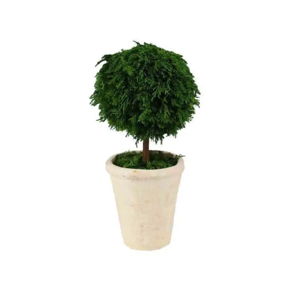 Preserved Cypress Ball Topiary