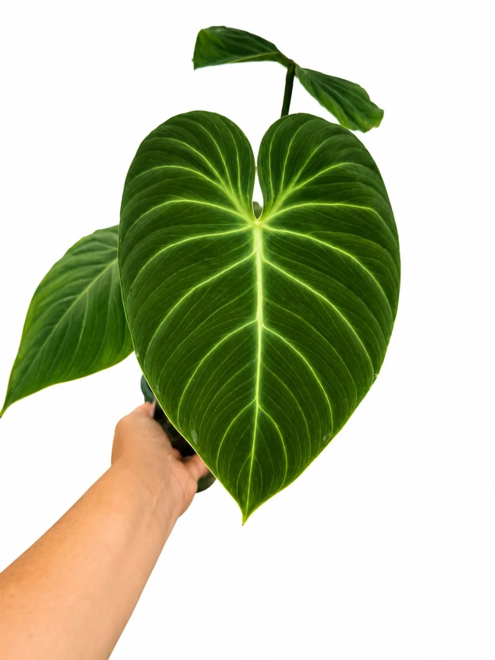 Philodendron Choco Plant