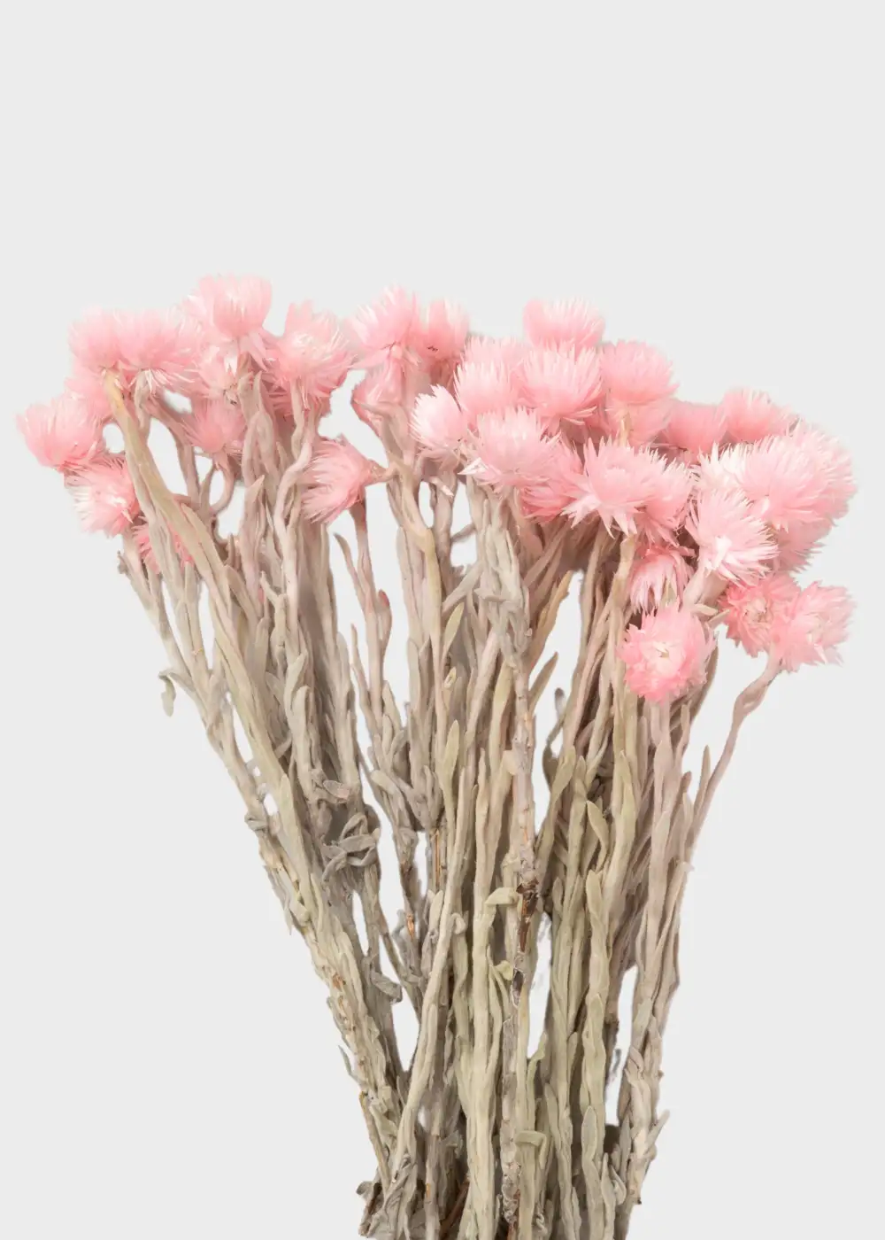 Dried Silver Daisy Botanical Bundle
