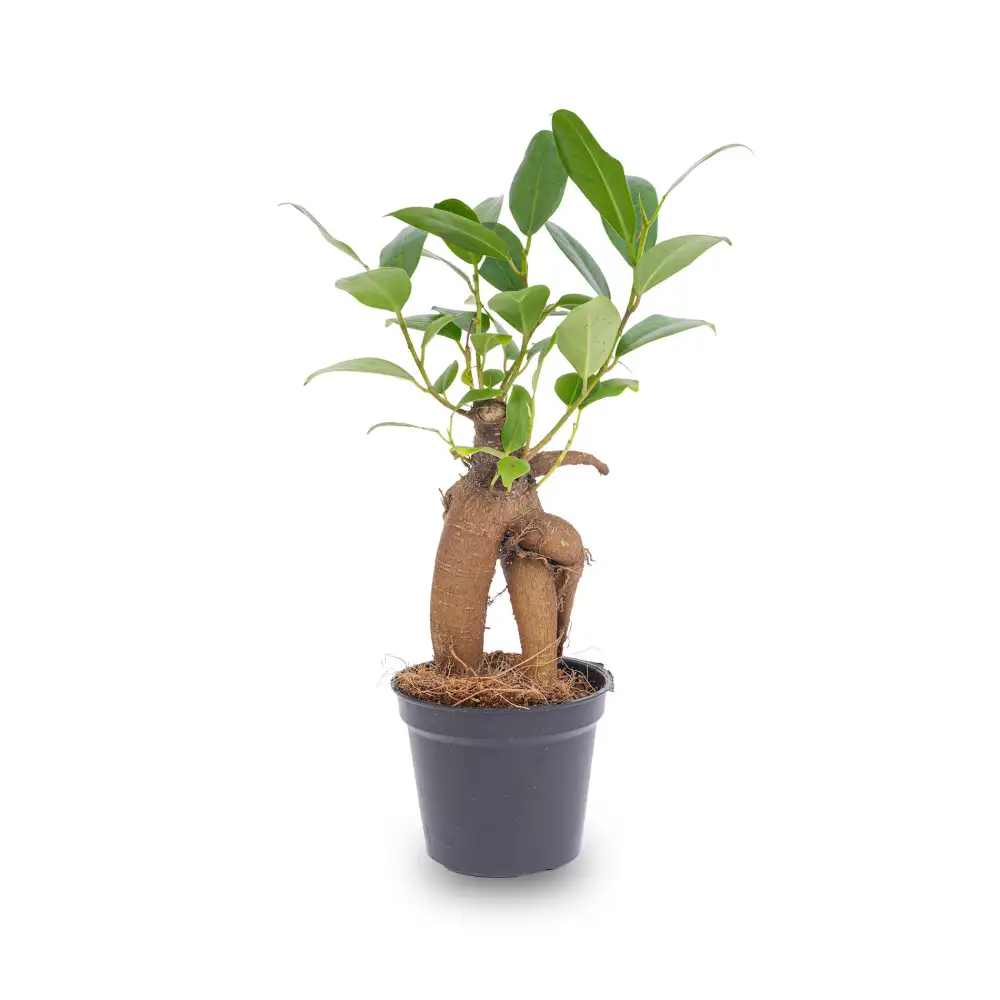 Decorative Ficus Ginseng Bonsai Plant