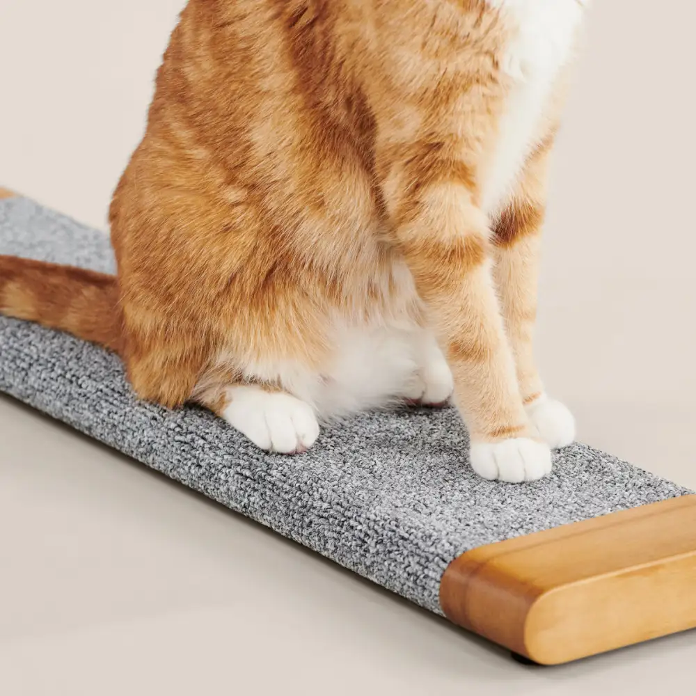 Everyday Cat Scratching Board
