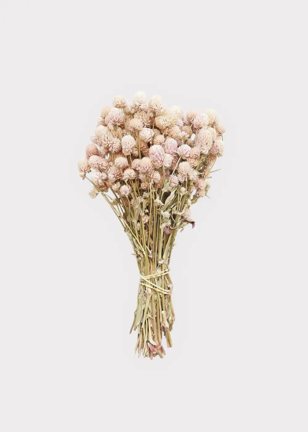 Dried Globe Amaranth Botanical Bundle