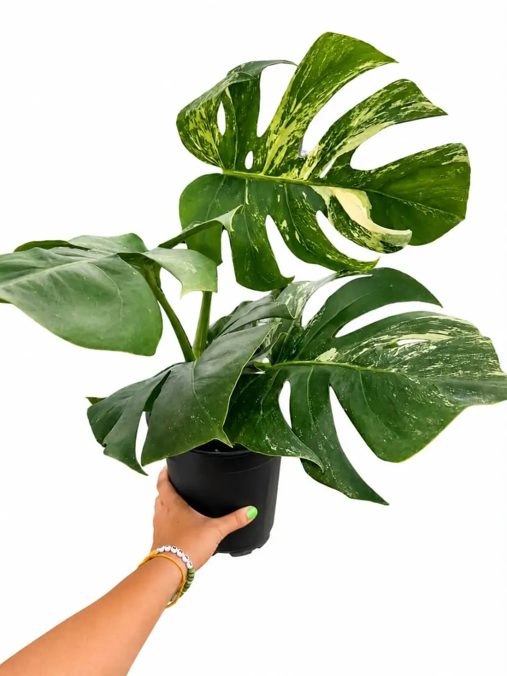 Monstera Albo Plant