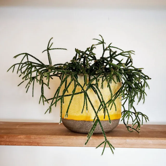 Handcrafted Ceramic Planter