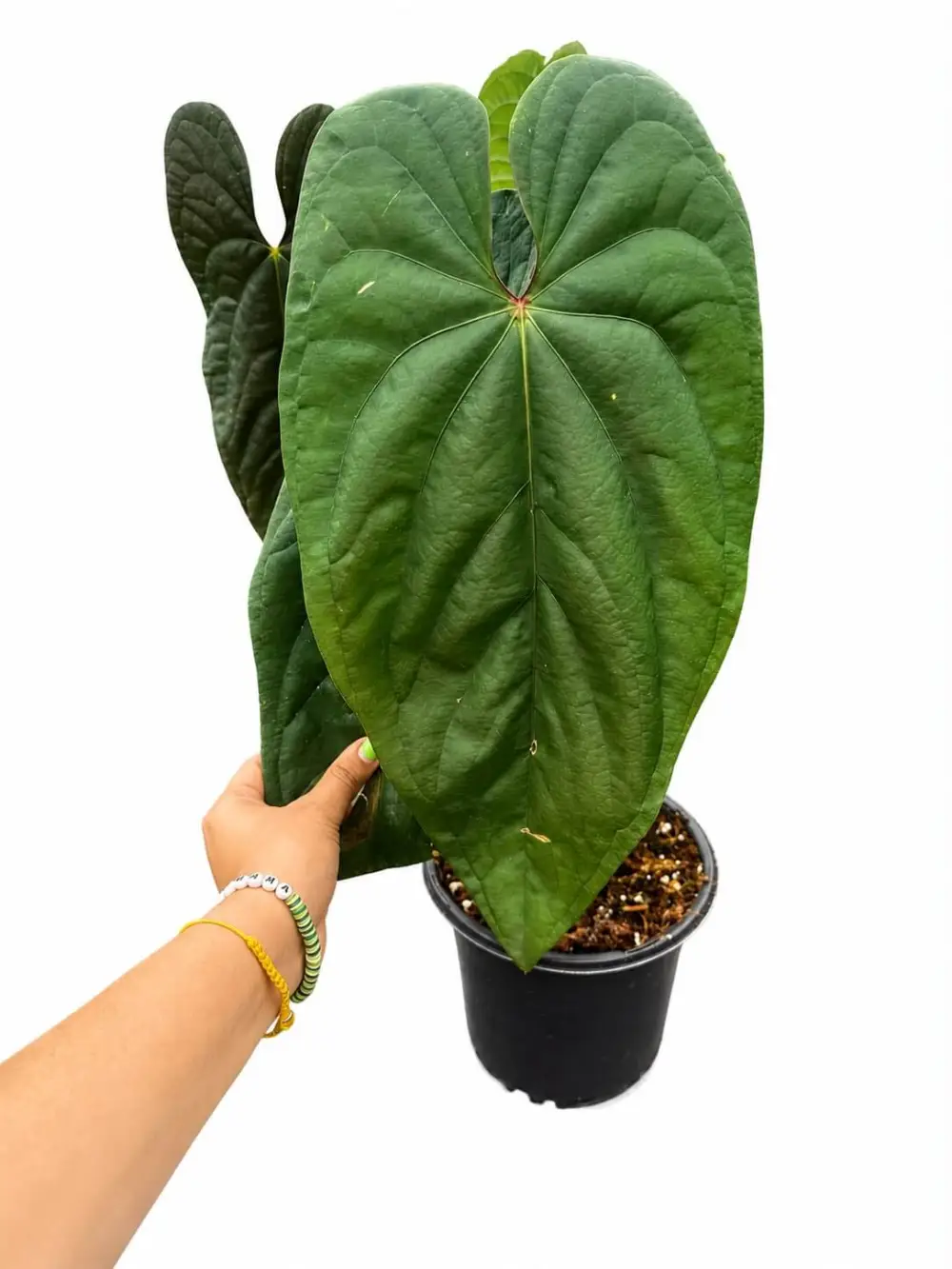 Anthurium Titanium Plant