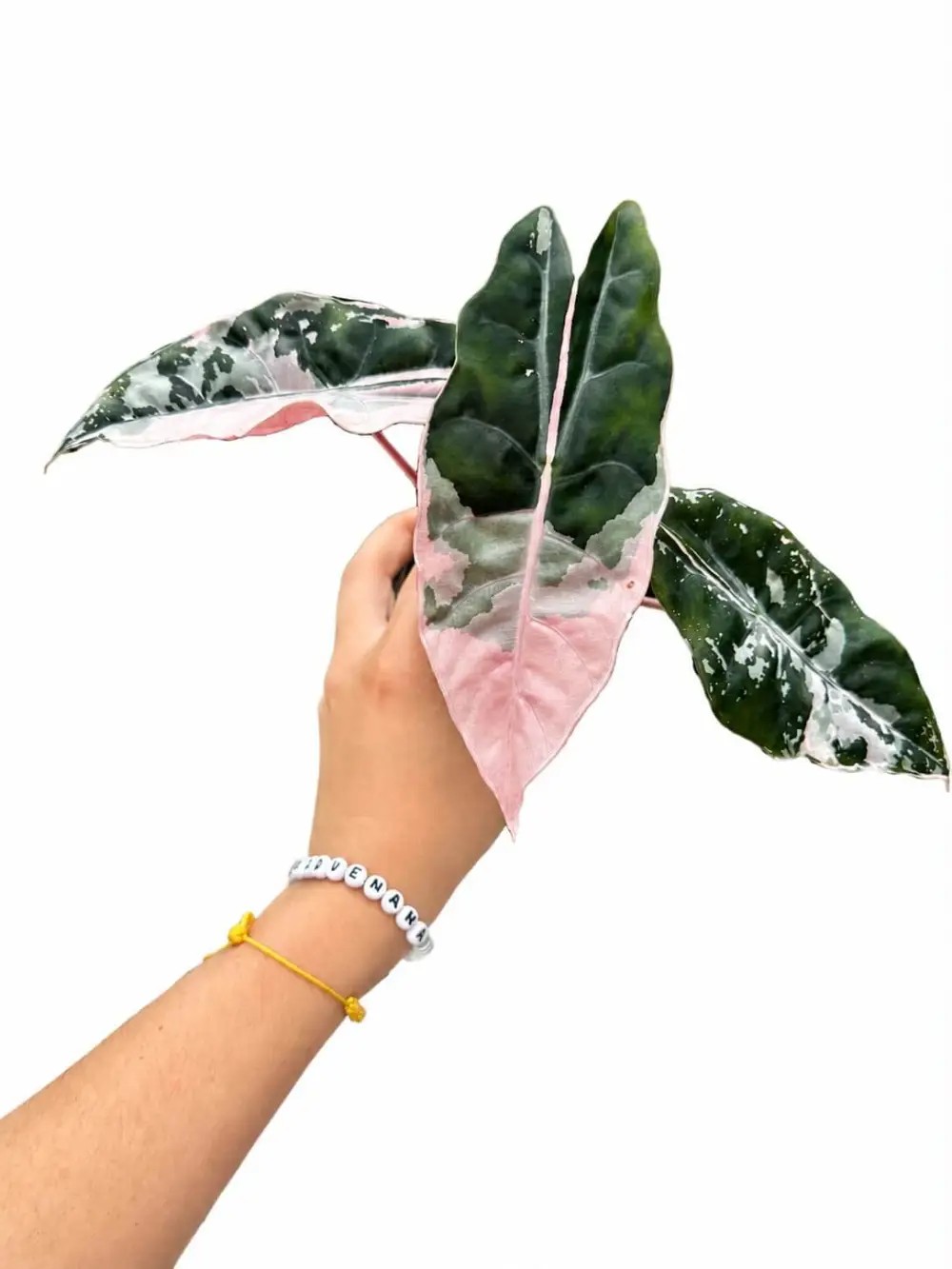 Indoor Alocasia Plant