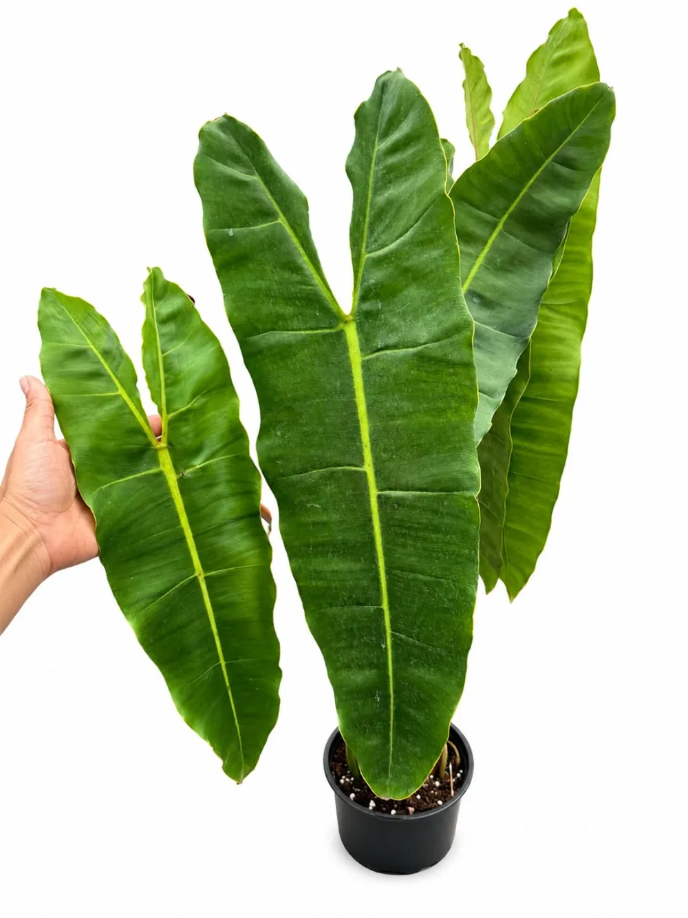 Tropical Philodendron Billitae Plant