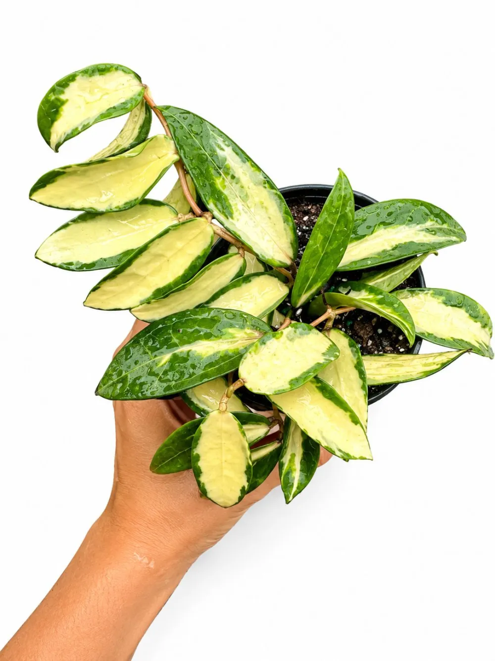 Indoor Hoya Verticillata Acuta Albo Plant