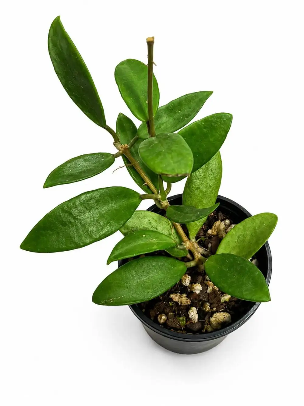 Hoya Lady Plant