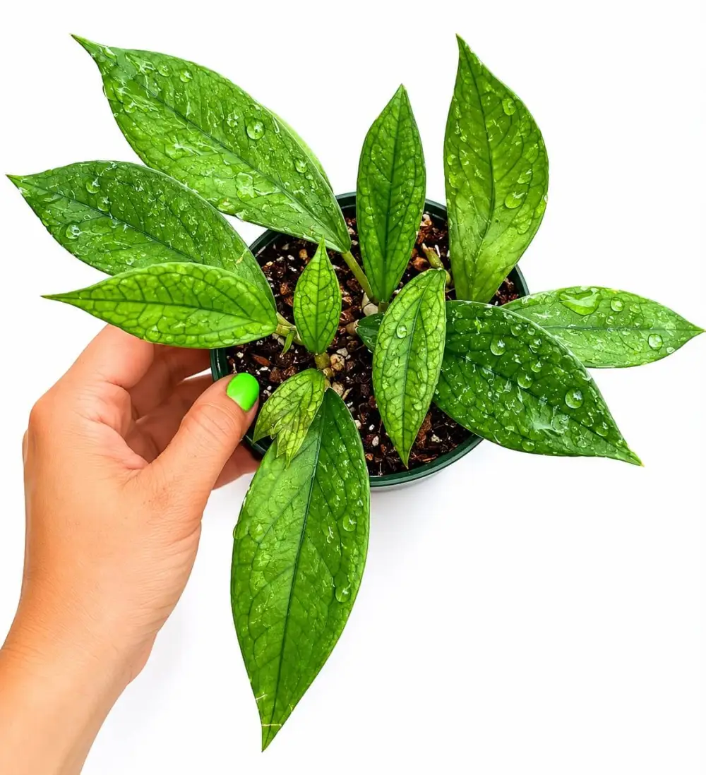Indoor Jennifer Plant