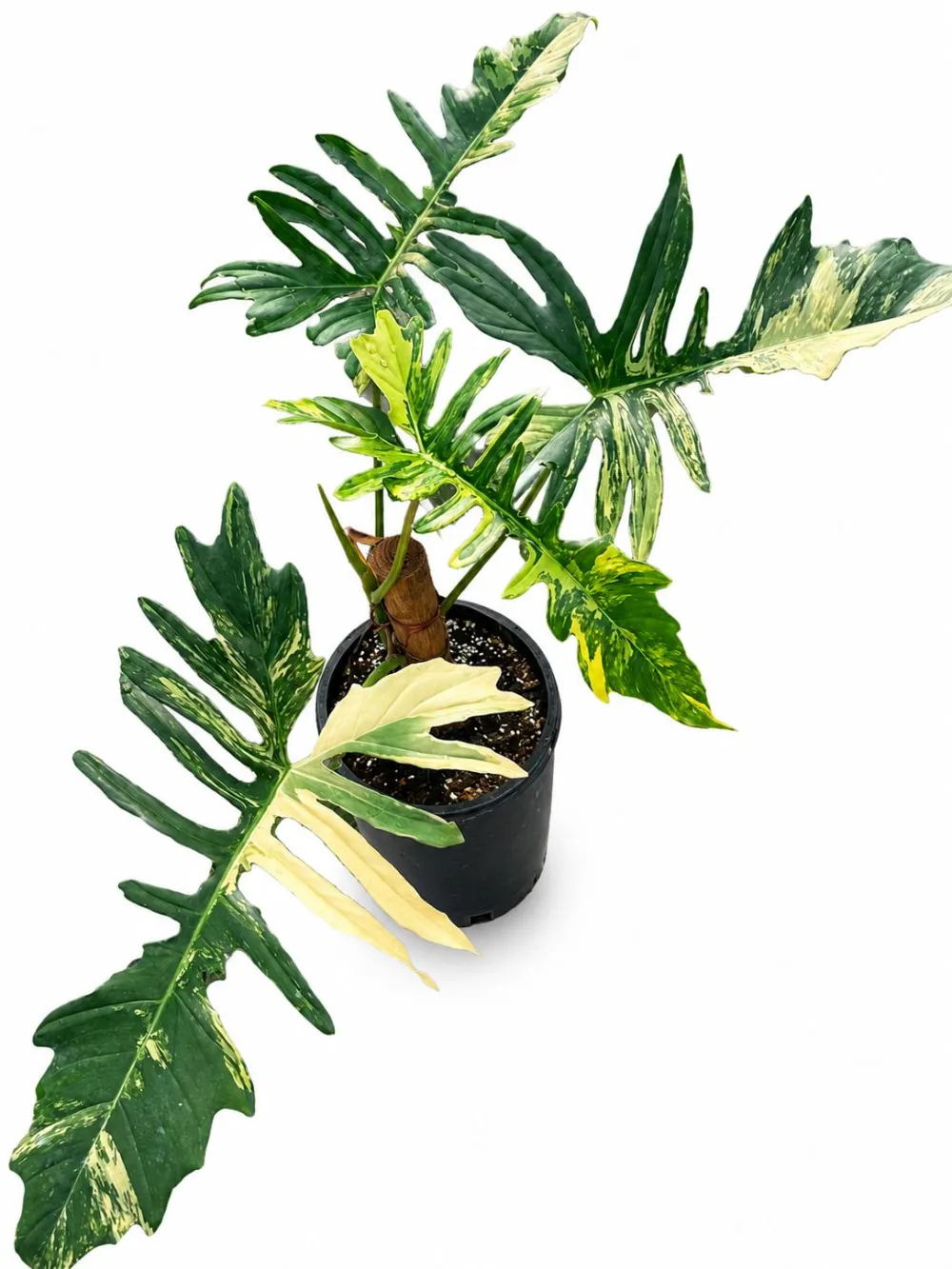 Tropical Philodendron Florida Beauty Plant