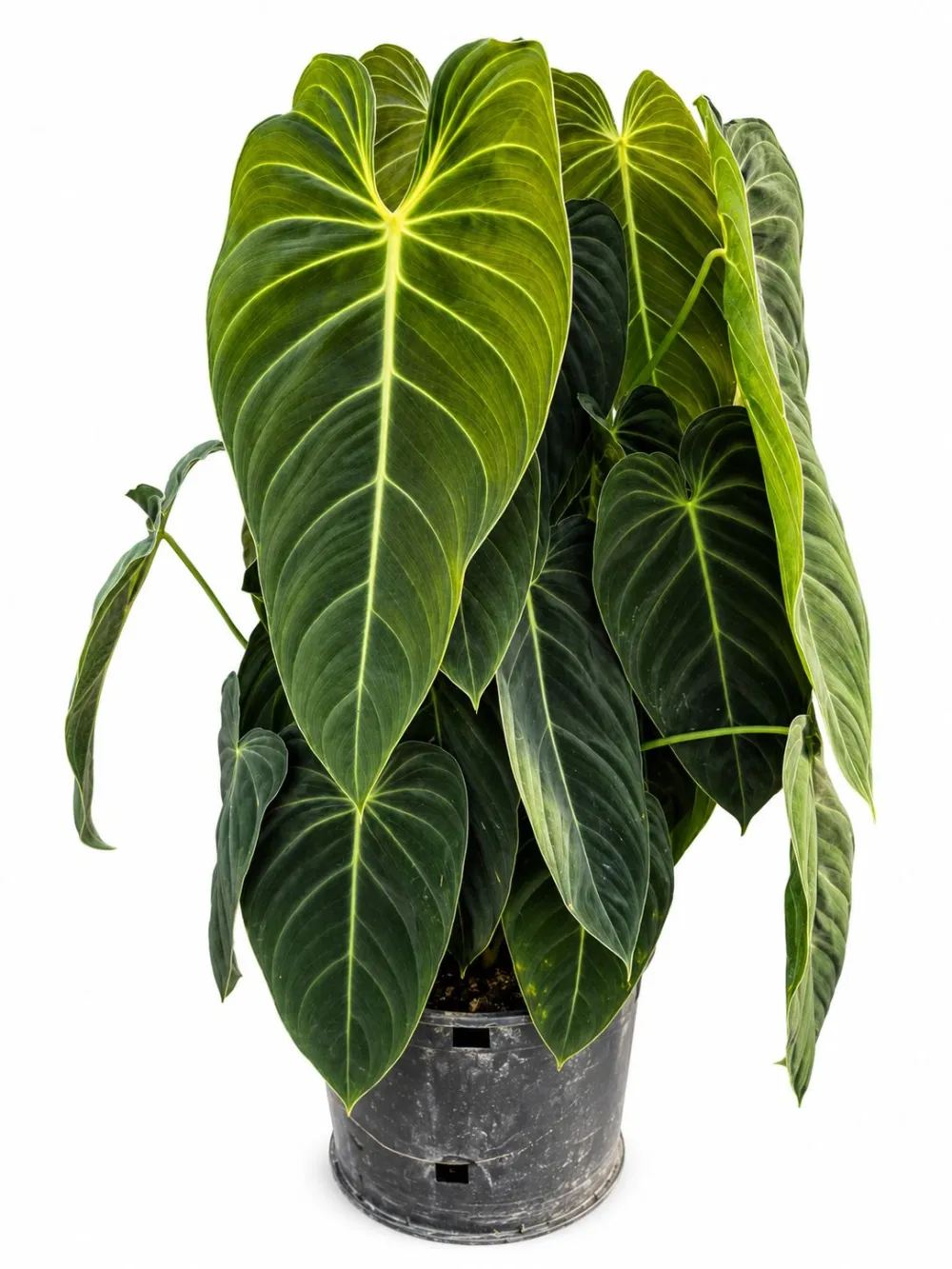 Philodendron Gigas Plant