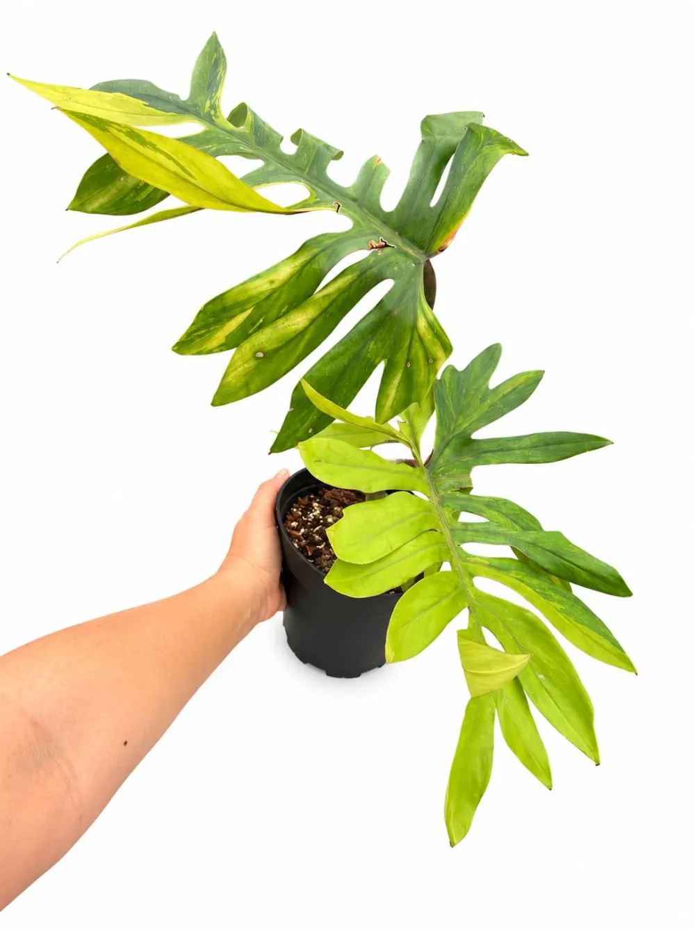Philodendron Mayoi Variegated Plant