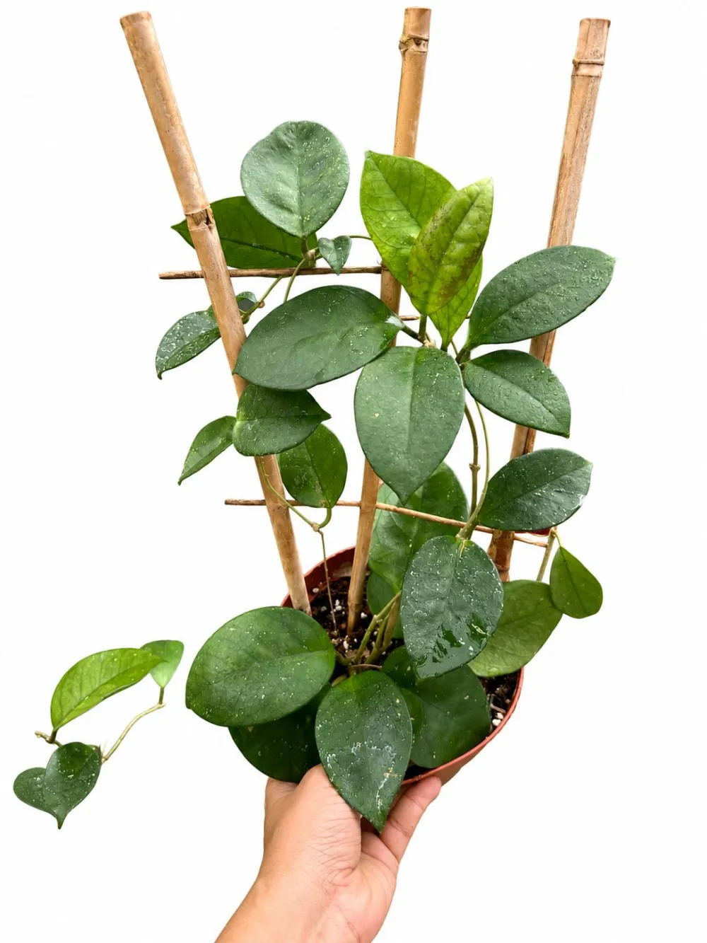 Hoya Fungi Plant