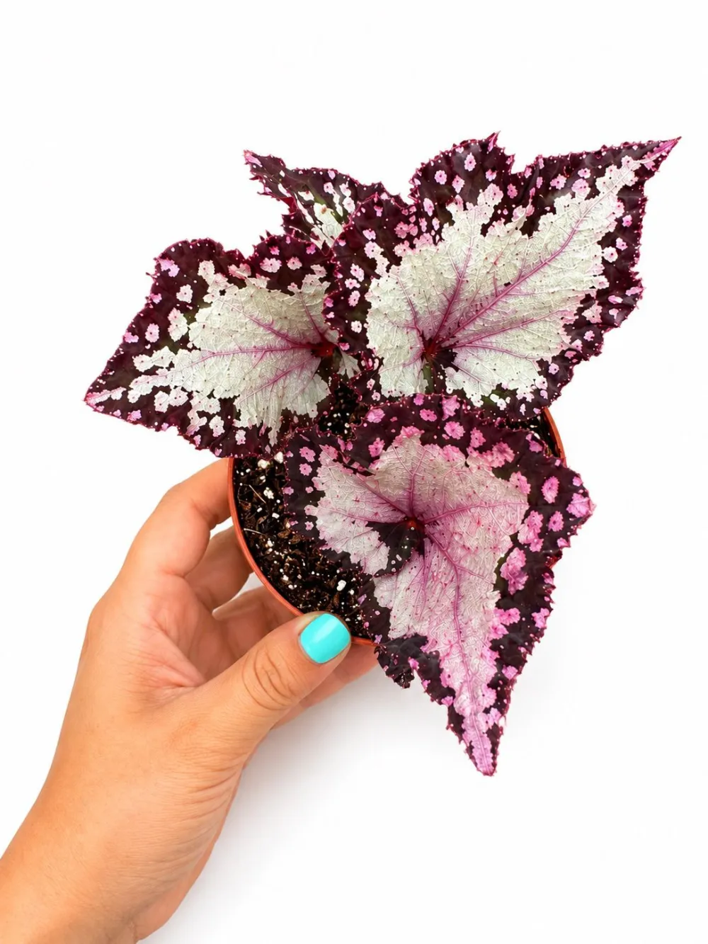 Indoor Begonia Plant