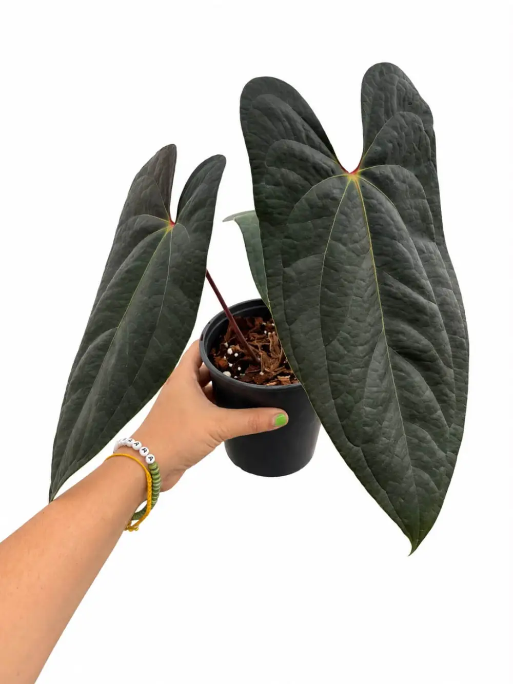 Anthurium Jungle Of Greece Plant