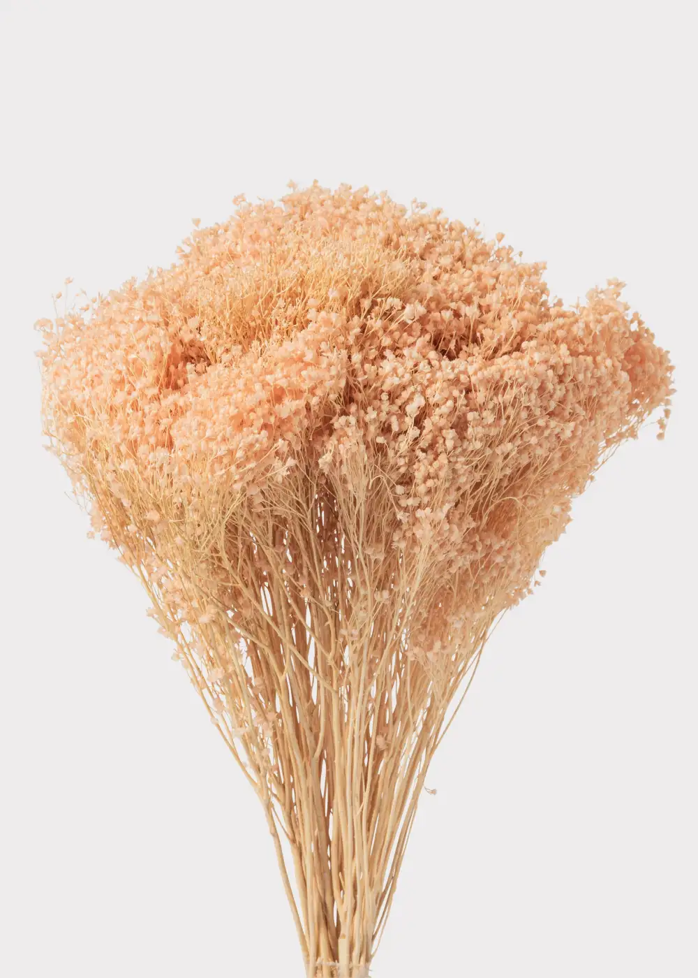 Dried Gypsy Broom Bloom Bundle