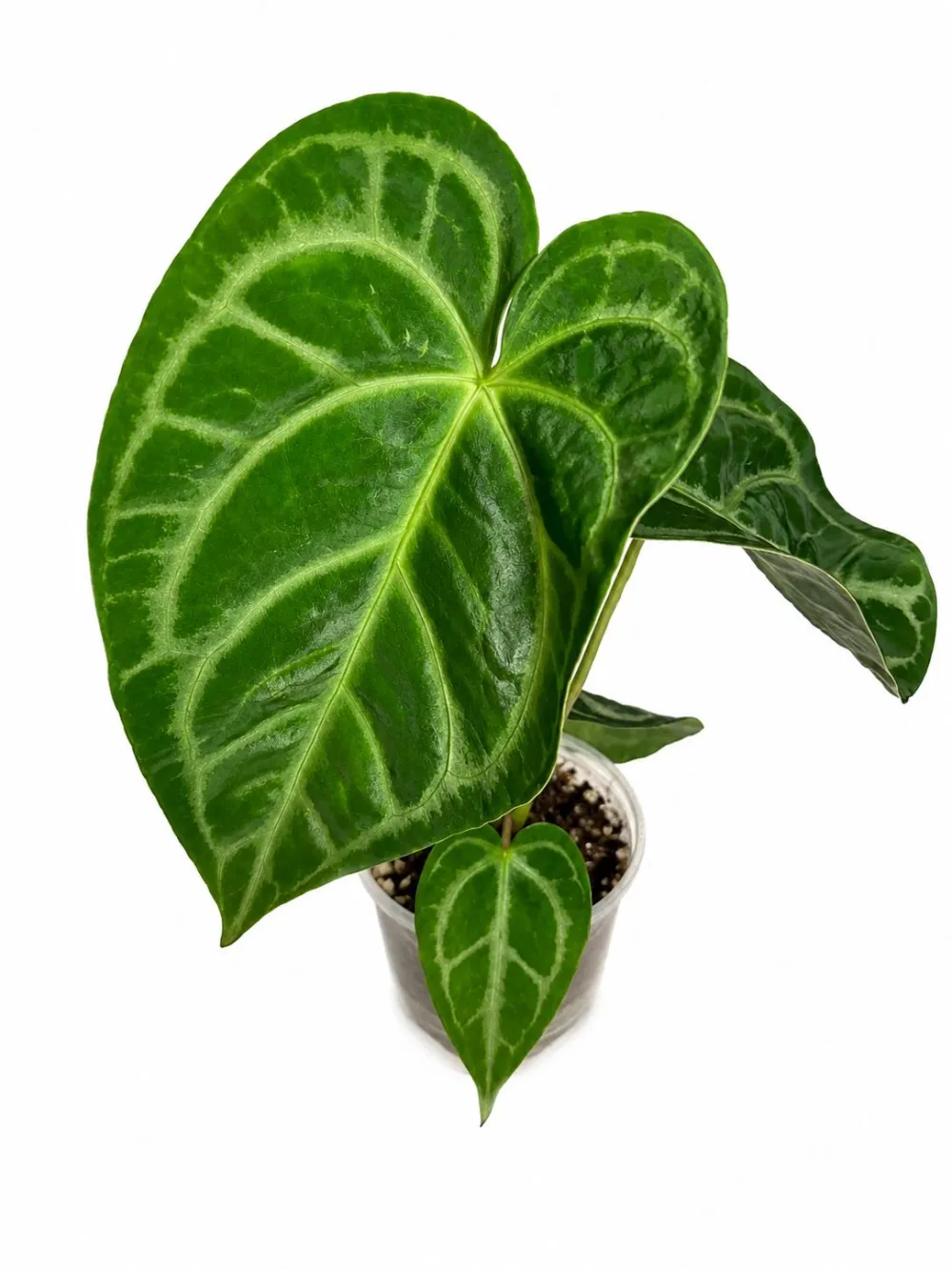 Blushed Forget Plant