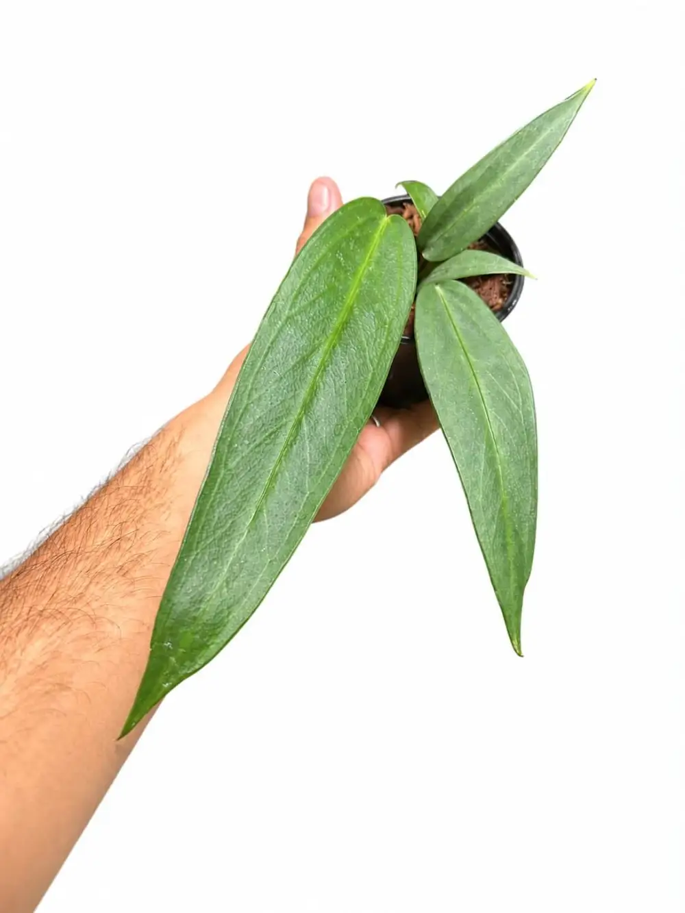 Anthurium Wendligeri Plant
