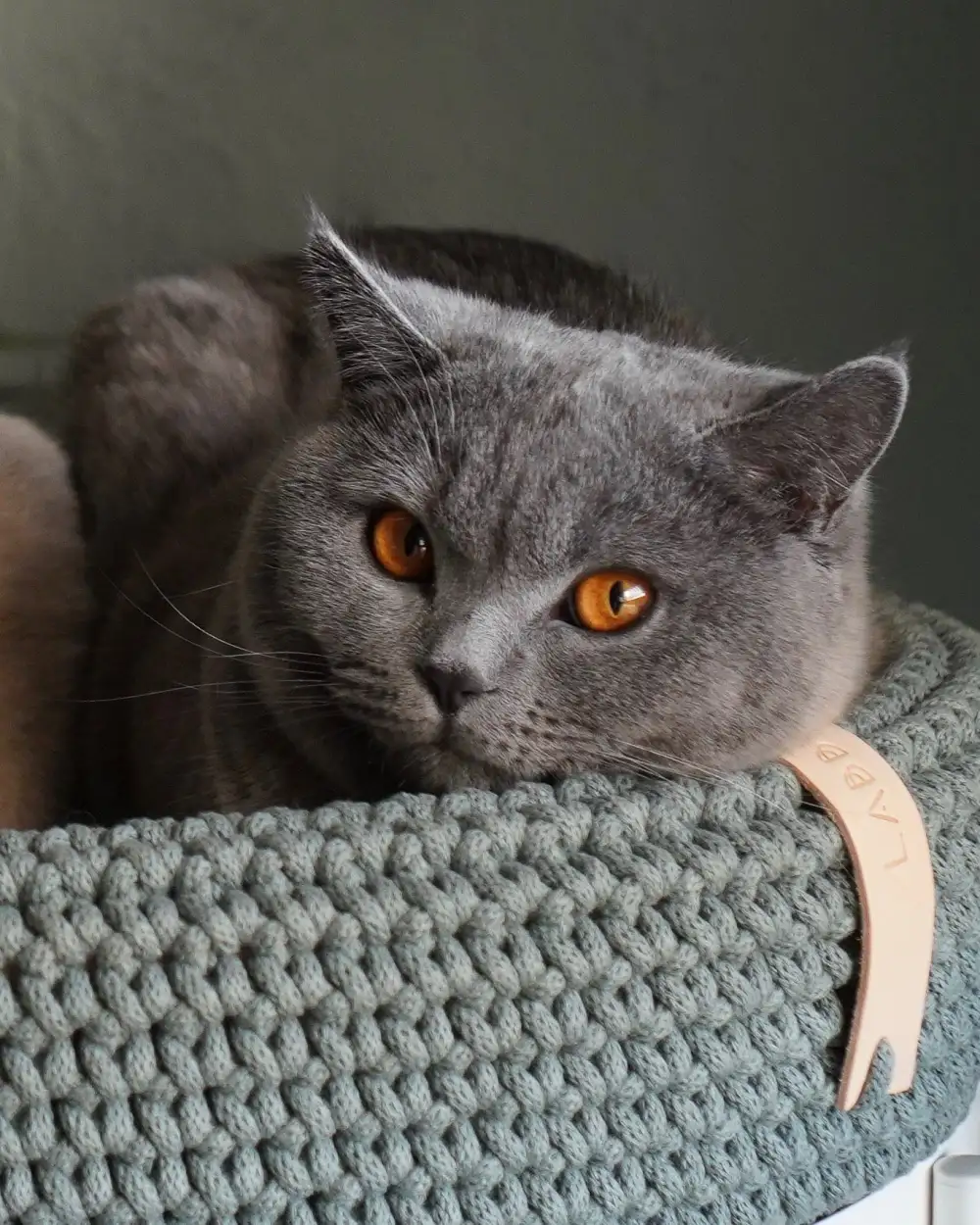 Cozy Cat Rest Basket