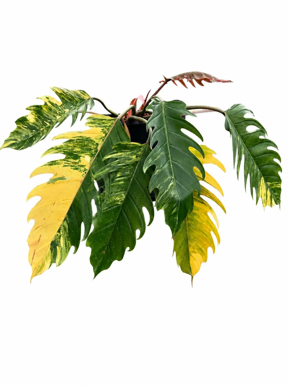 Indoor Philodendron Caramel Marble Plant