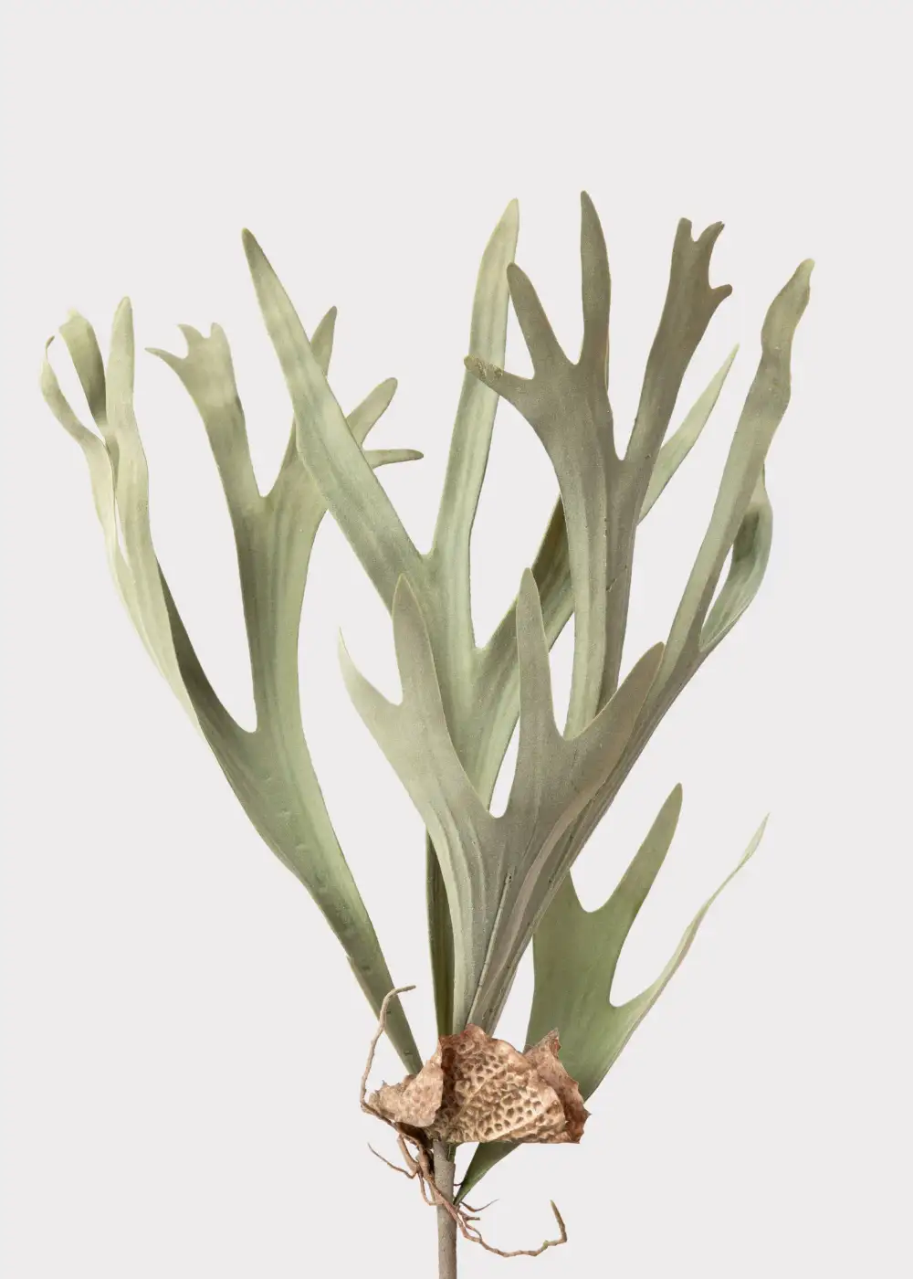 Artificial Staghorn Botanical Stem