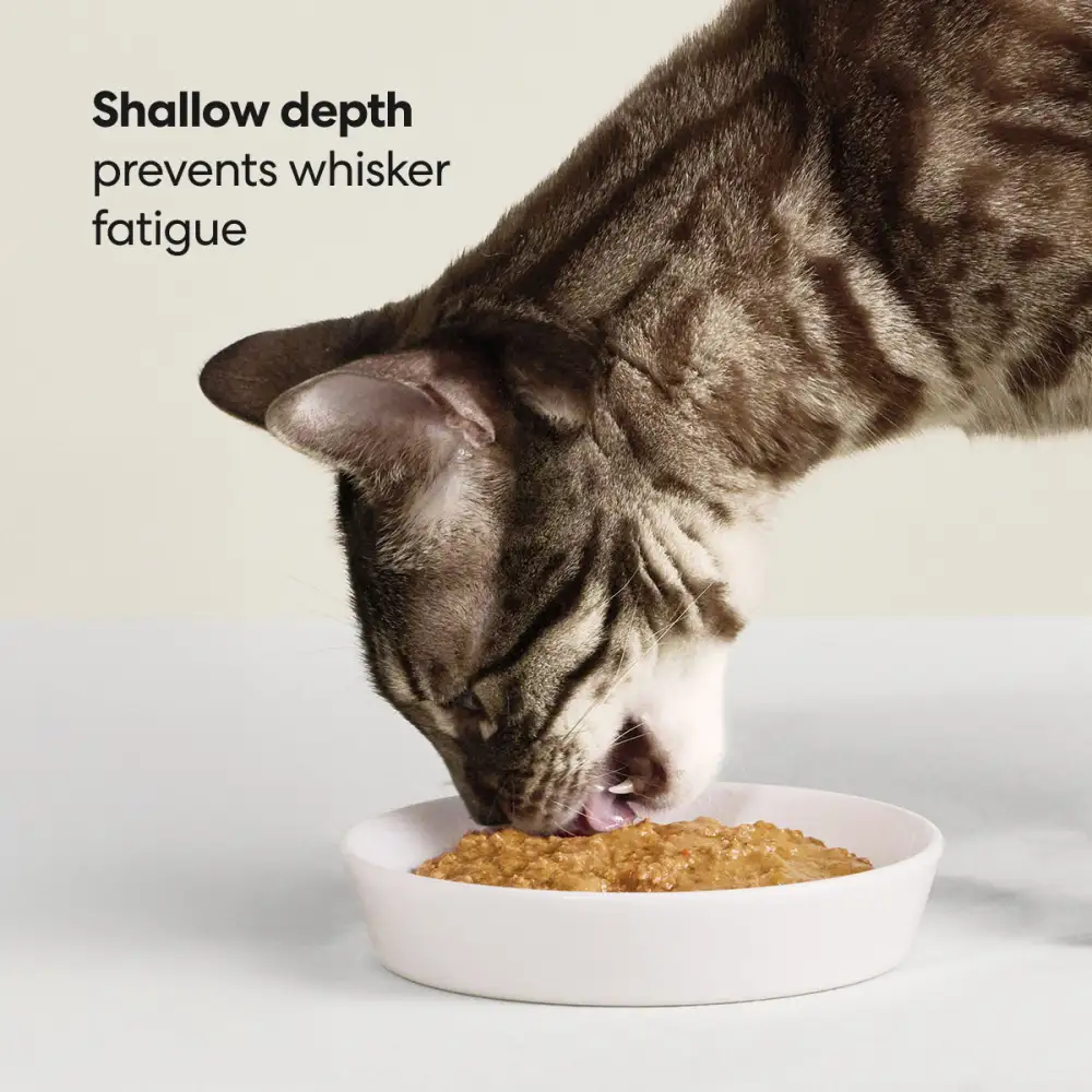 Everyday Pet Feeding Bowl