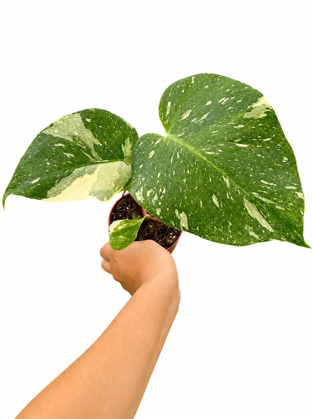 Monstera Thai Plant