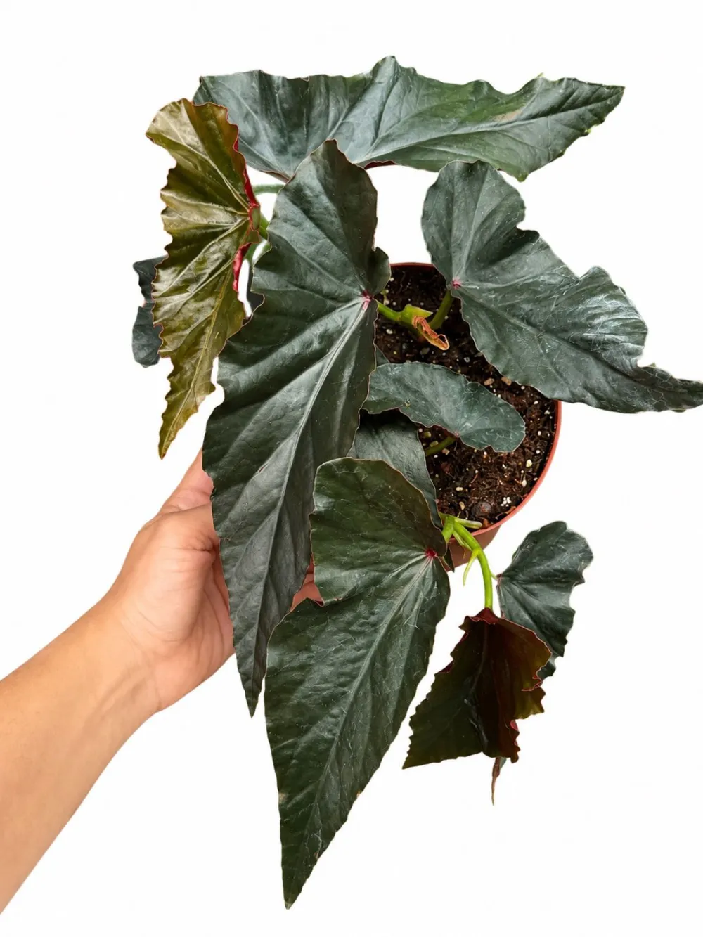 Begonia Angel Wing Magic Plant