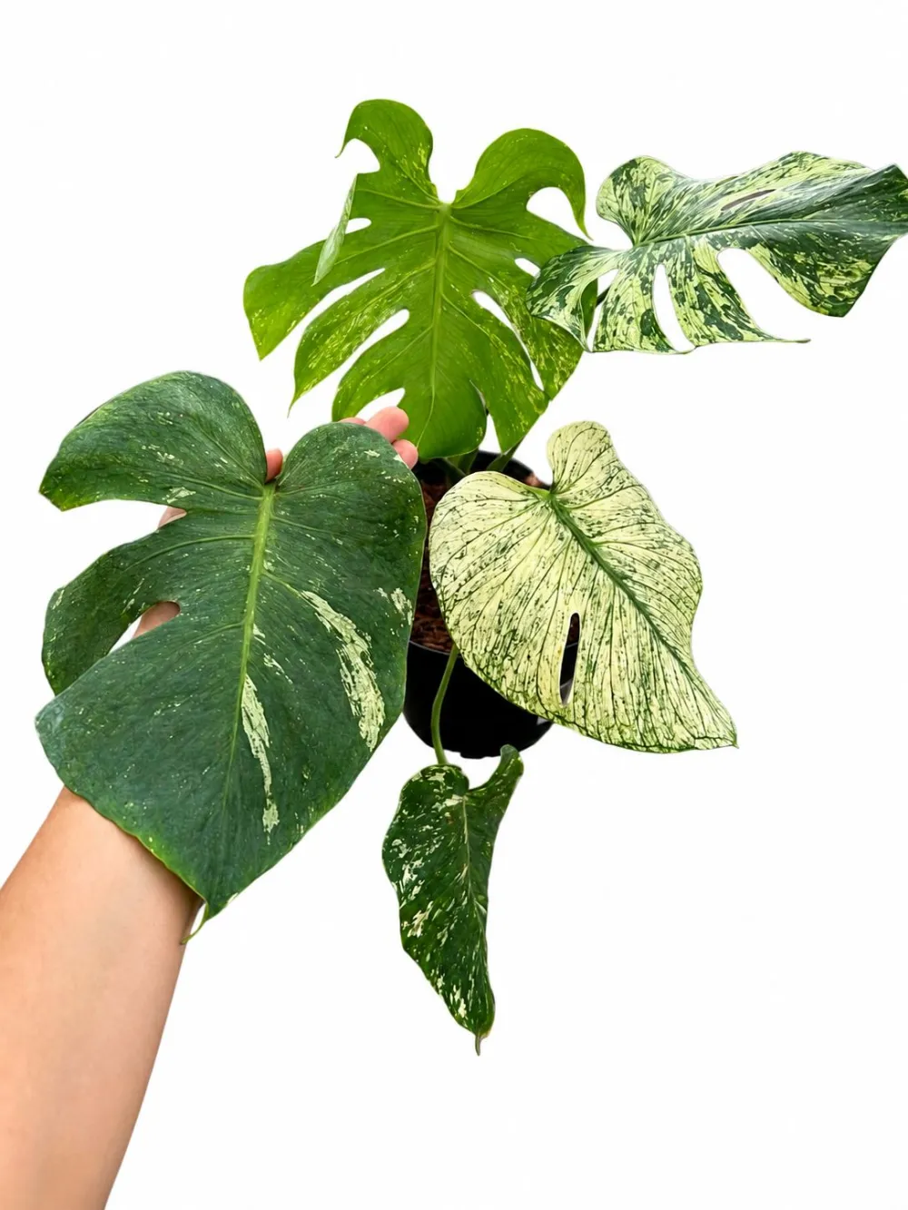 Indoor Monstera Monster Plant