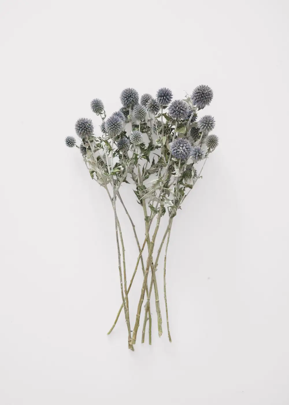 Dried Echinops Globe Thistles Botanical Bundle