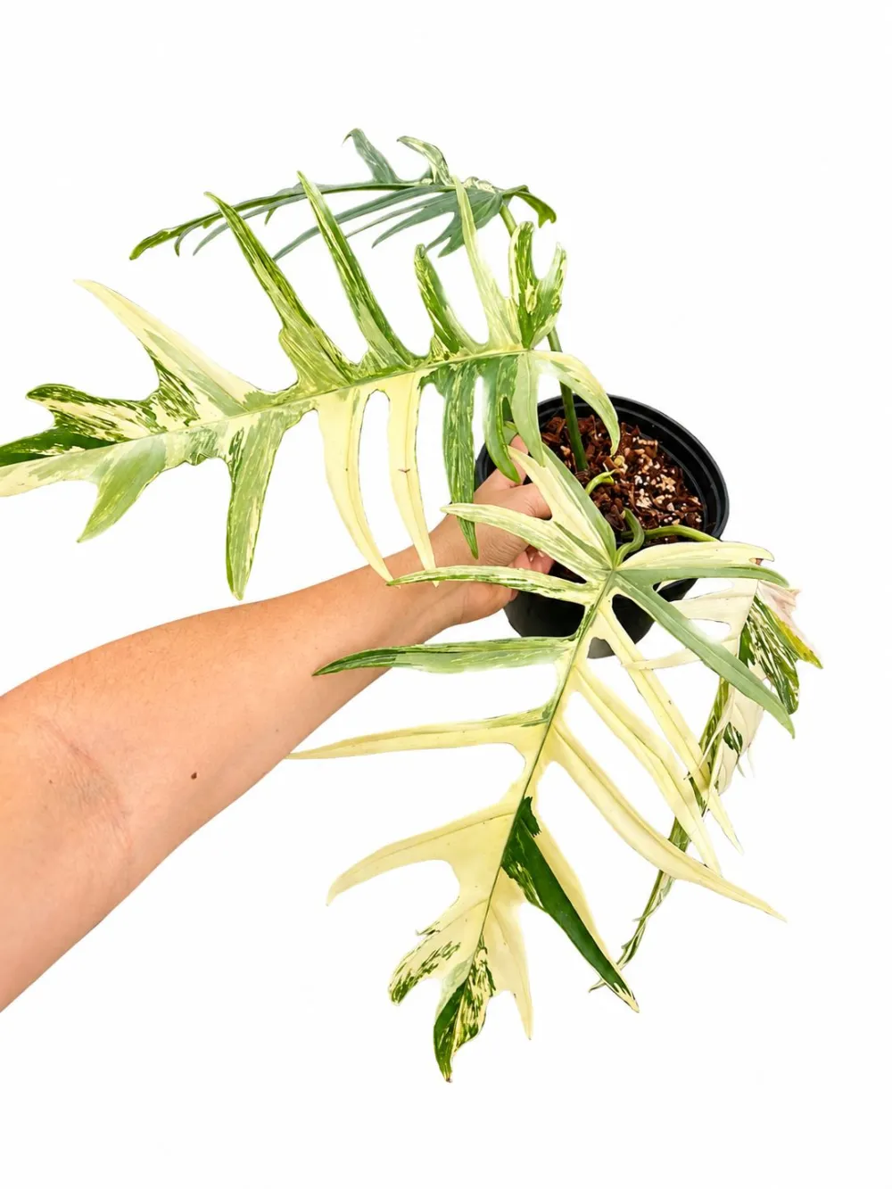 Philodendron Florida Tortum Plant