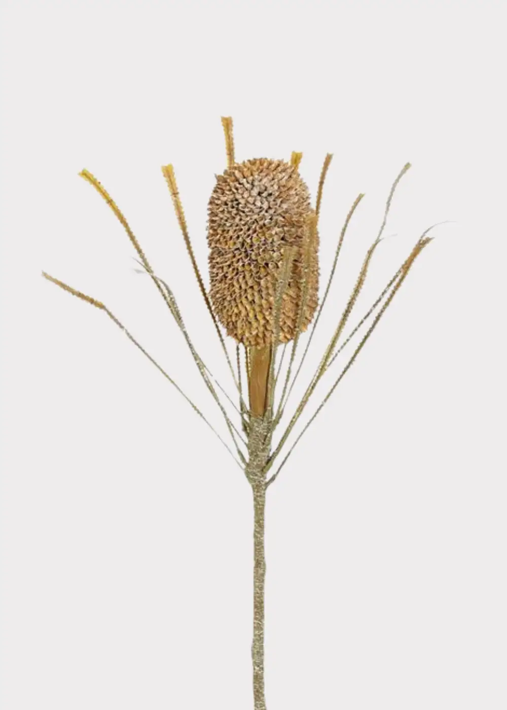 Dried Look King Protea Toffee Stem