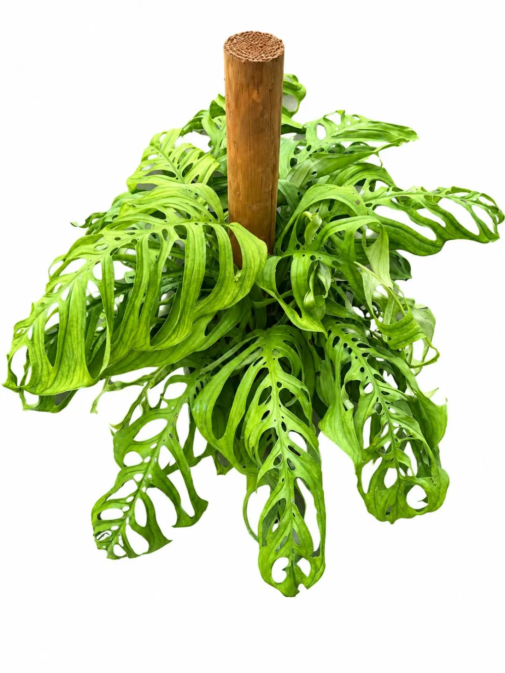 Monstera Esqueleto Plant