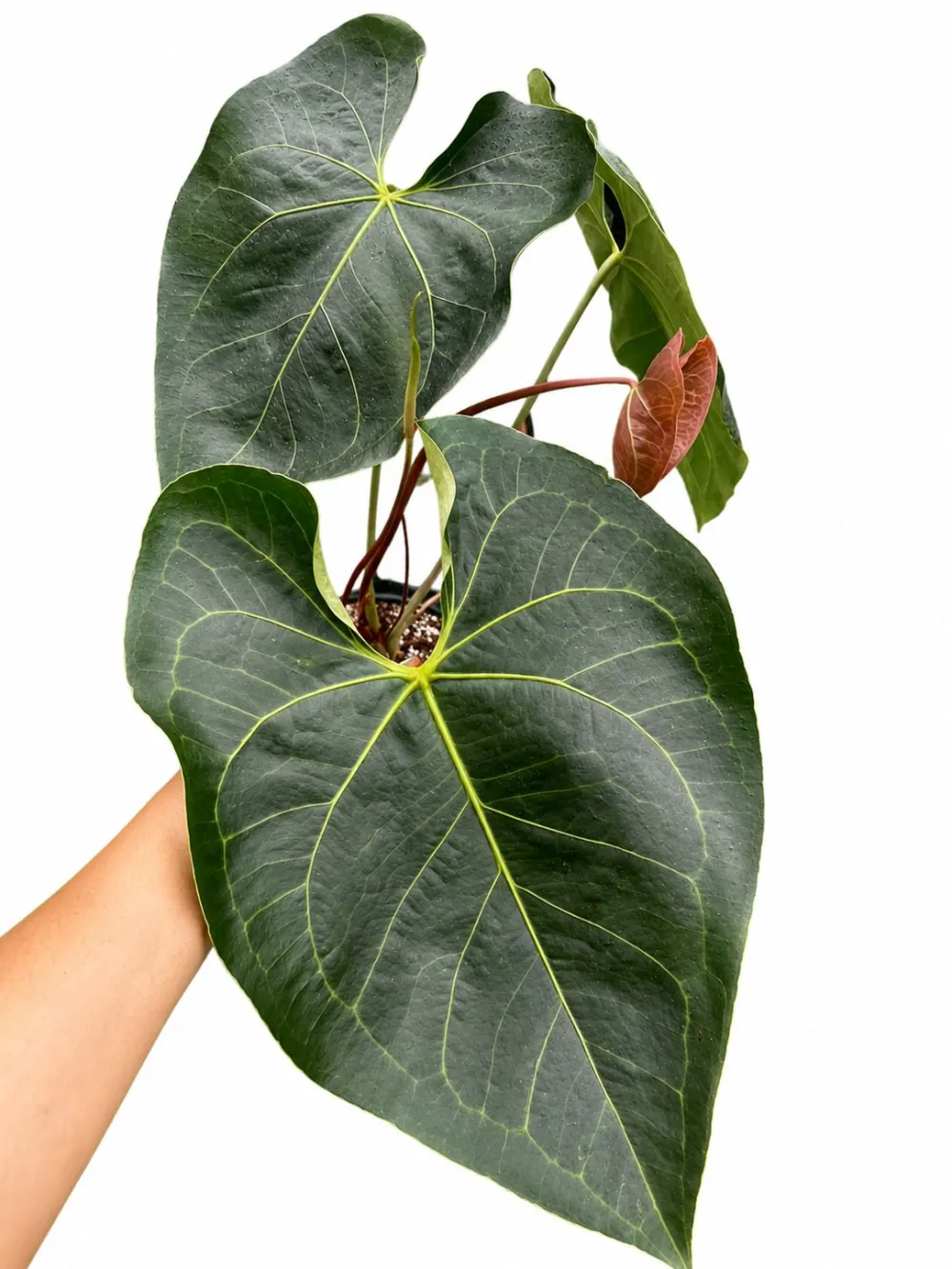 Anthurium Titanervium Plant