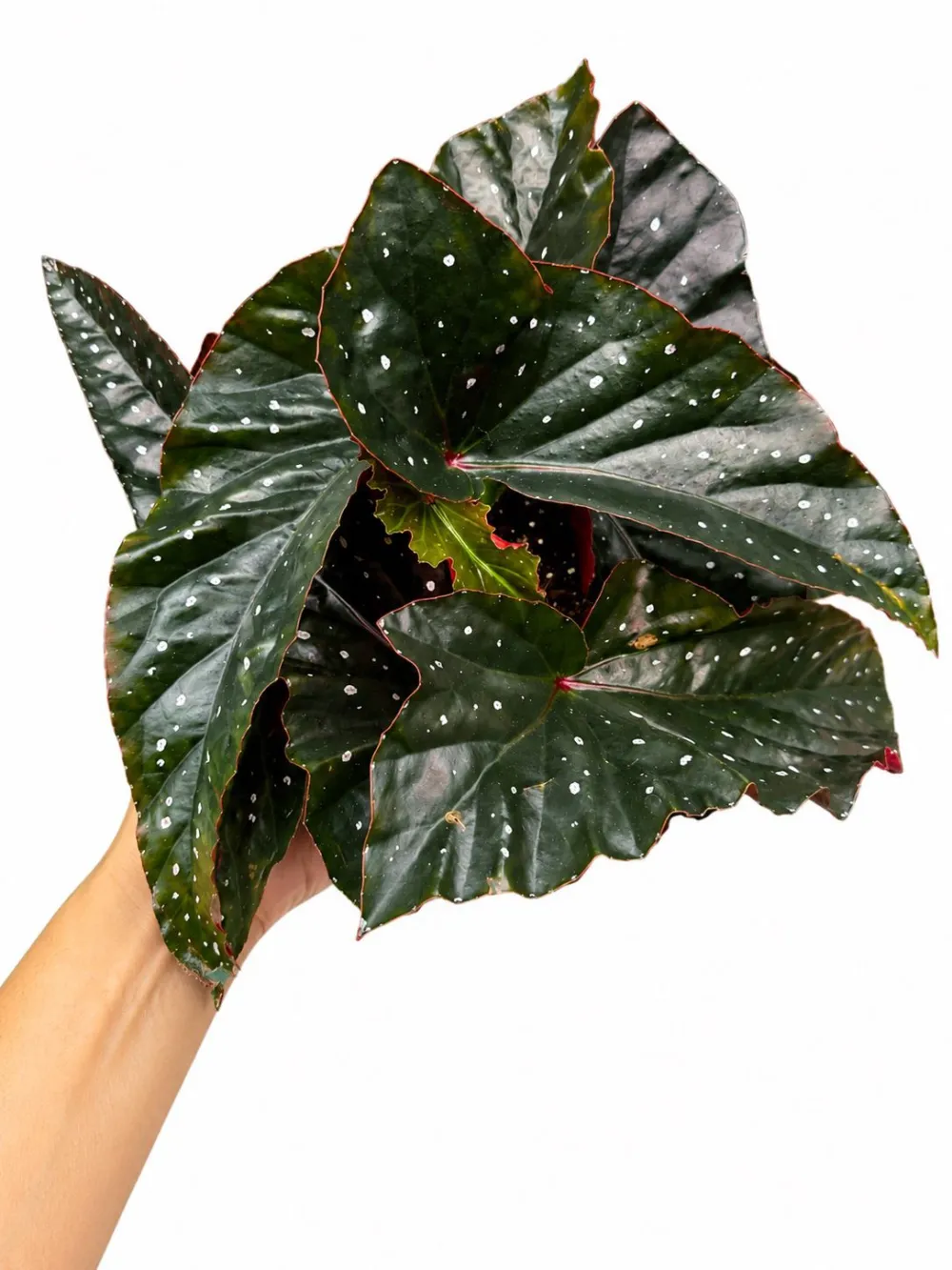 Begonia Night Wing Plant