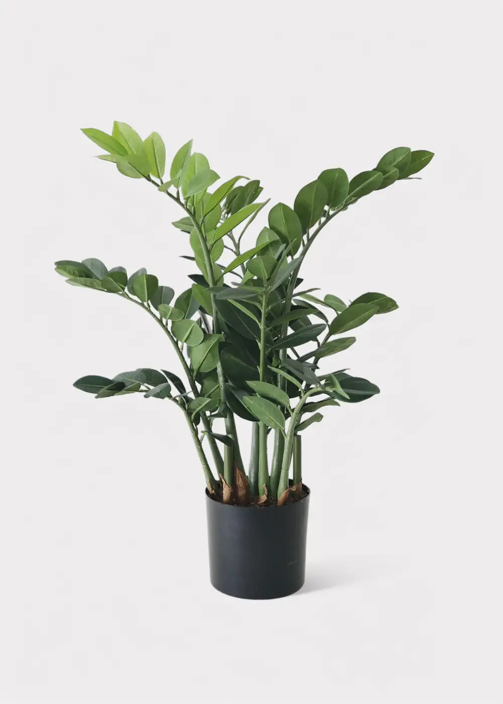 Artificial Zz Tropical Plant In Pot