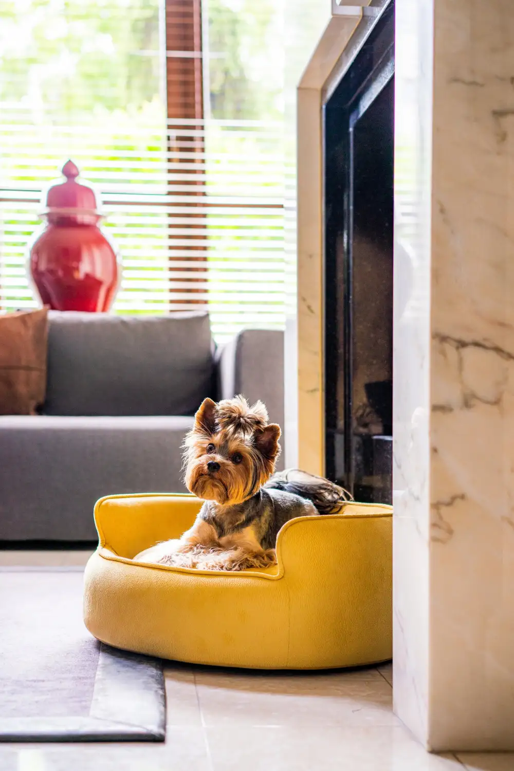 Pet Lounge Sofa