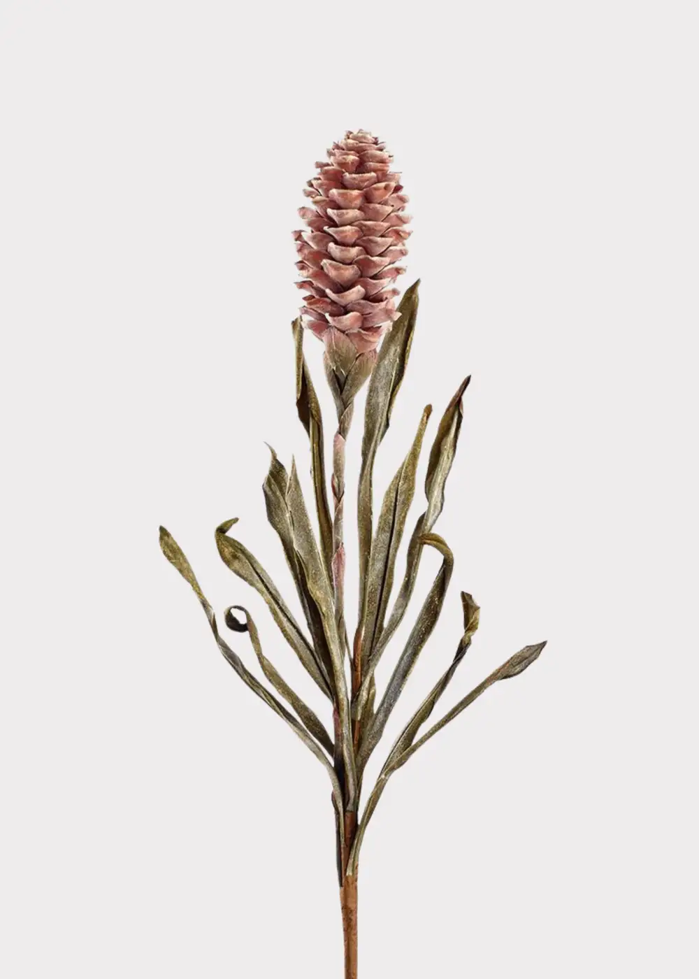 Dried Look Tropical Ginger Earthy Floral Stem