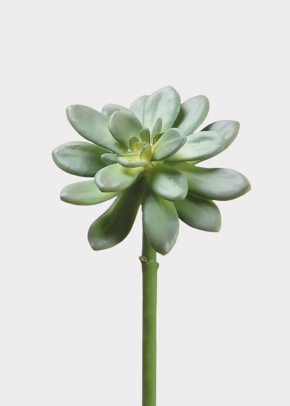 Artificial Succulents Echeveria Pick