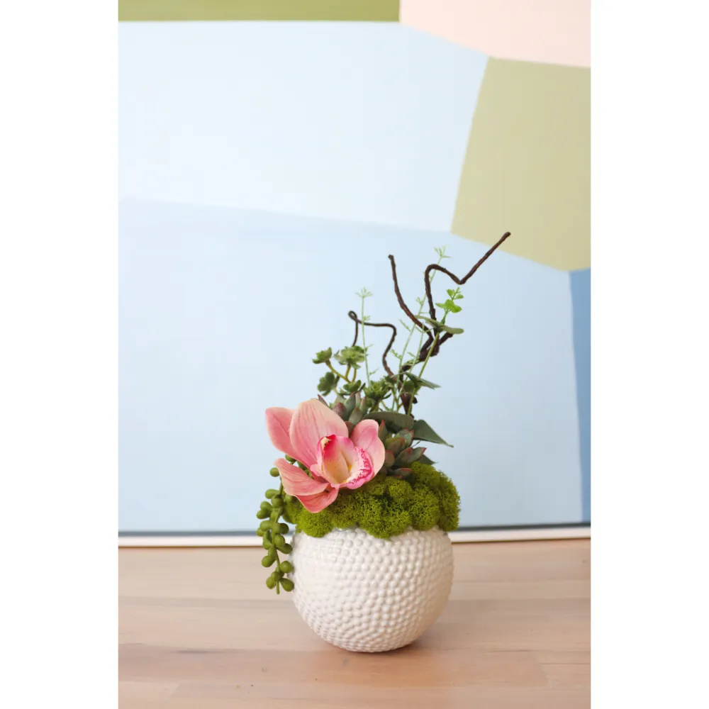 Succulent Orchid Dot-Pot Arrangement