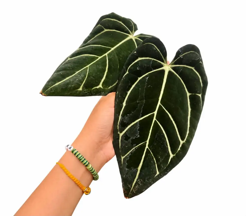 Indoor Anthurium Carla Plant
