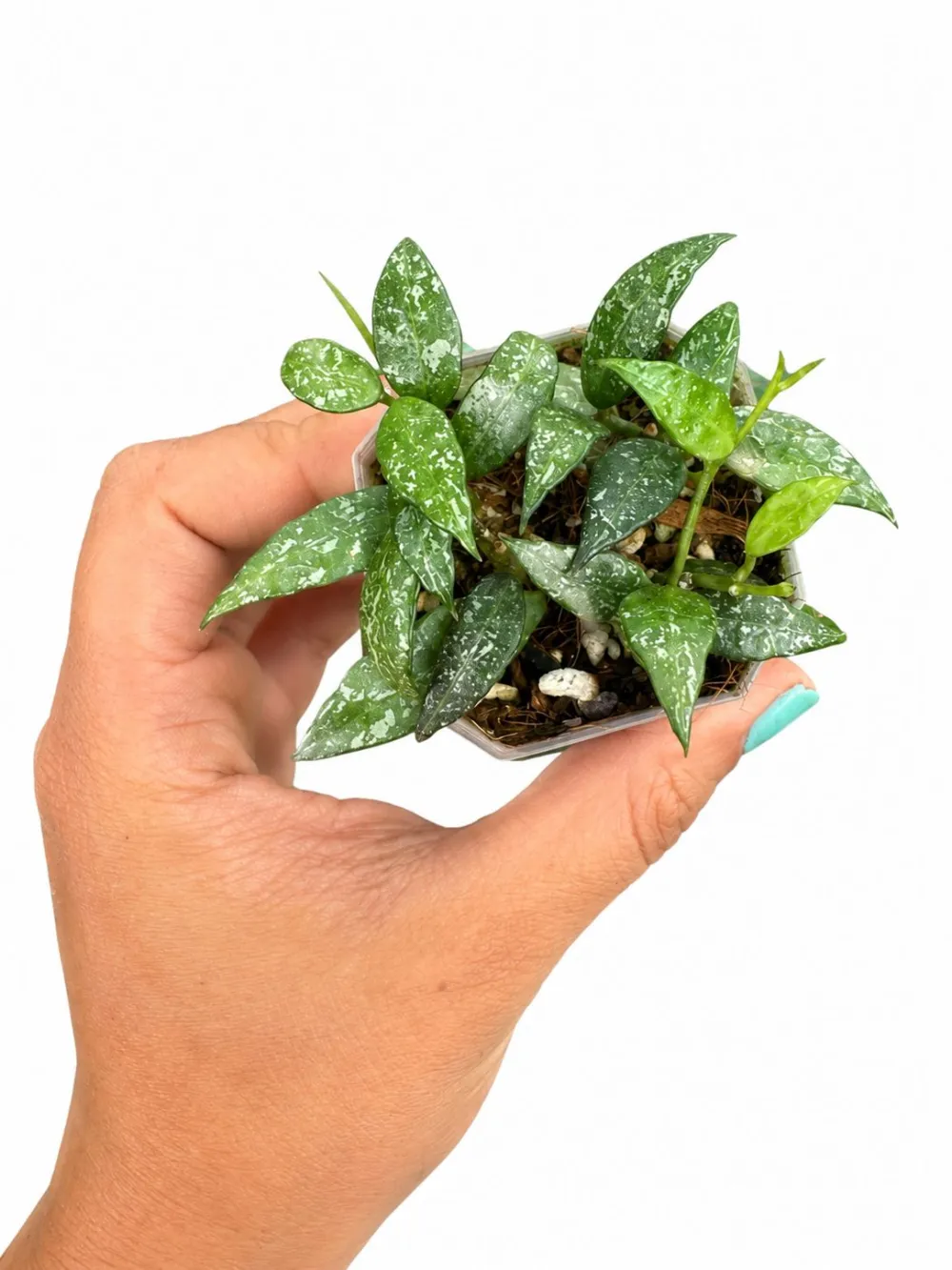 Lacunosa Peragin Durian Plant